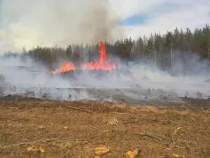 400 кубометров древесины сгорело в Светлогорском районе